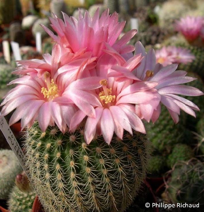 Notocactus fuscatoviridis ©P.Richaud